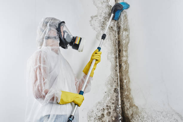 Best Mold Prevention Services  in USA